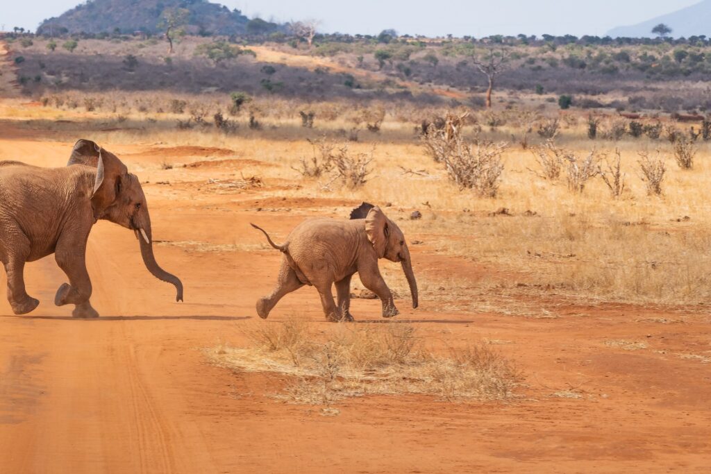 Safari en Afrique